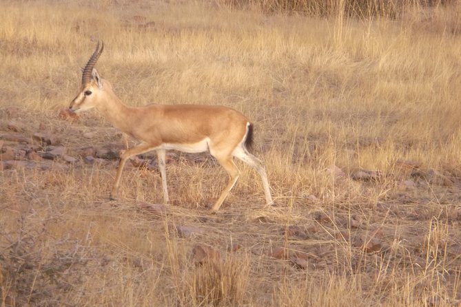 Ranthambhore National Park - Location and Accessibility