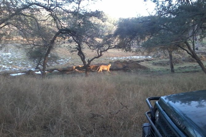 Ranthambhore National Park - Safari Pricing