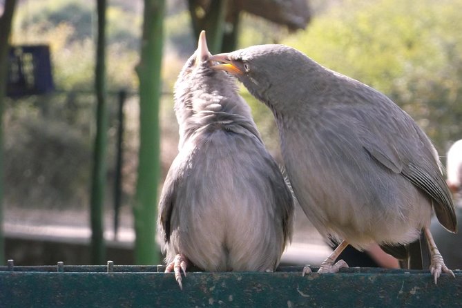Ranthambhore National Park - Included Services