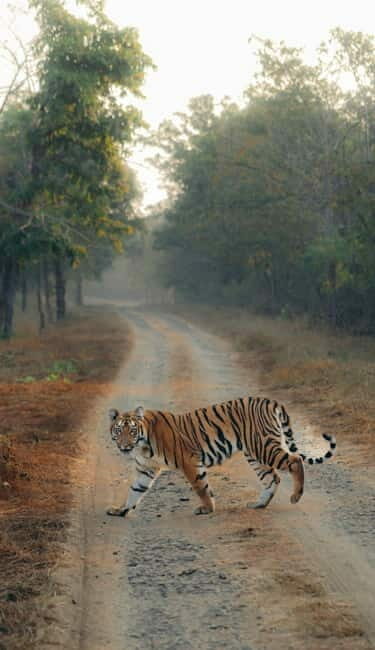 Ranthambhore: Ranthambhore Tiger Reserve Booking - Exploring Ranthambore National Park: What to Expect