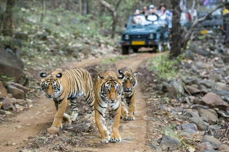 Ranthambhore: Ranthambhore Tiger Reserve Booking - Practical Details and Tips