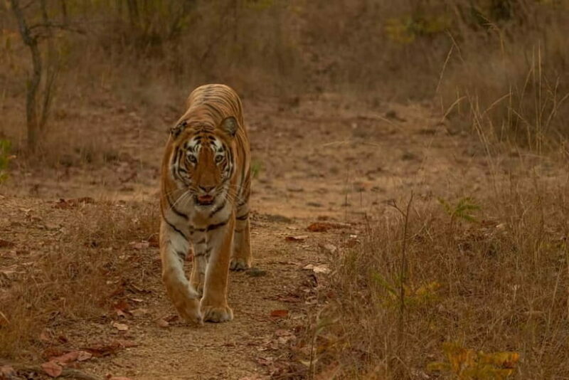 Ranthambhore: Ranthambhore Tiger Reserve Booking - Authentic Experiences & Common Concerns