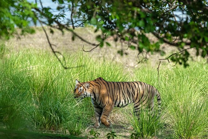 Ranthambore Day Trip From Jaipur With Jeep / Canter Safari - Payment and Reservation Options