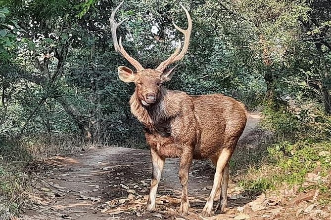 RANTHAMBORE NATIONAL PARK (3 Nights /4 Days) - Key Points