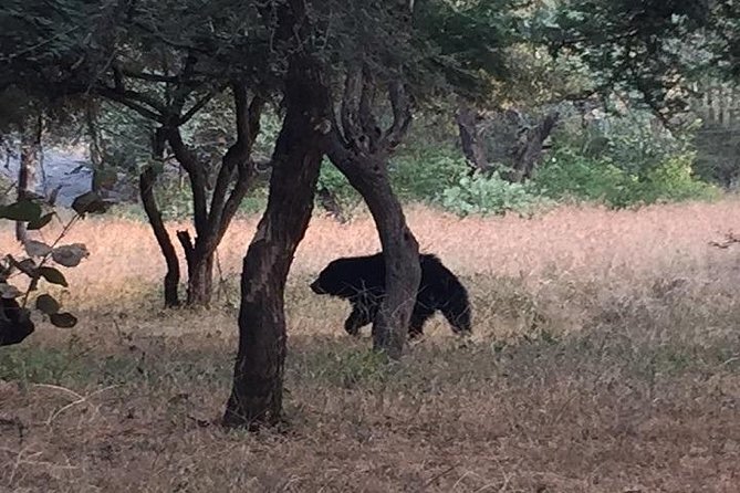 RANTHAMBORE NATIONAL PARK (3 Nights /4 Days) - Inclusions and Coverage
