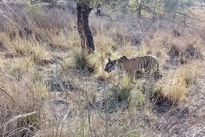 RANTHAMBORE NATIONAL PARK (3 Nights /4 Days) - Exclusions and Expenses