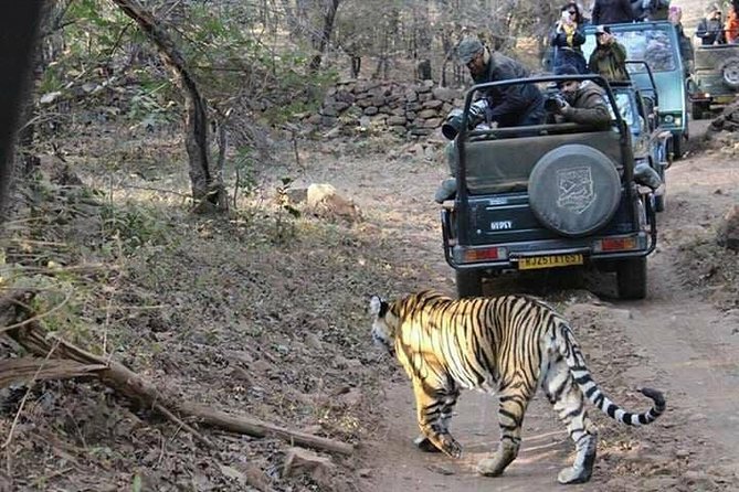 RANTHAMBORE NATIONAL PARK (3 Nights /4 Days) - Safari and Wildlife Viewing