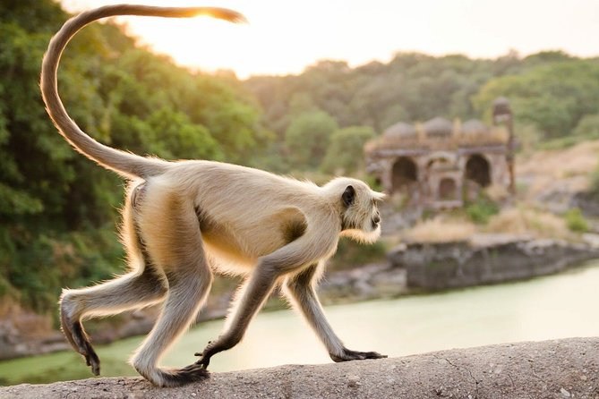 RANTHAMBORE NATIONAL PARK (3 Nights /4 Days) - Tour Pricing and Cancellation