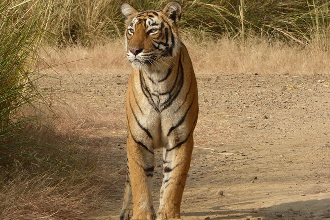 Ranthambore National Park - Meeting and Pickup