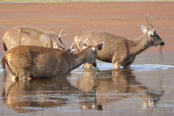 Ranthambore National Park - Cancellation and Pricing
