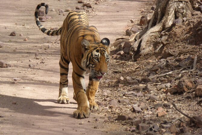 Ranthambore National Park - Tiger Conservation