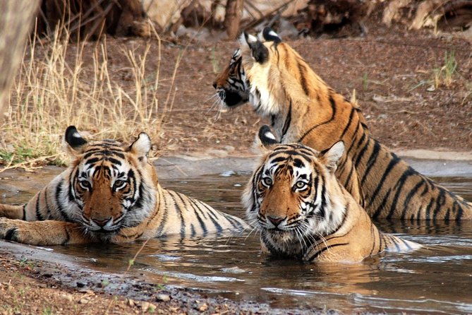 Ranthambore National Park Private Gypsy Safari With Tickets - Safari Package Details