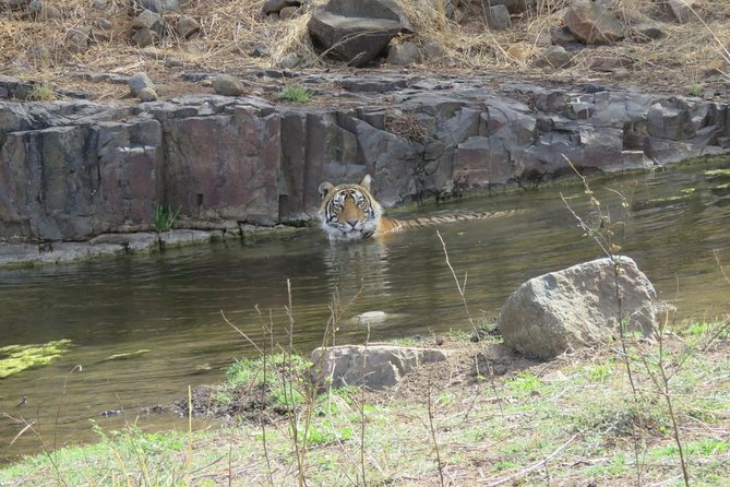 Ranthambore National Park Private Gypsy Safari With Tickets - Tiger Sightings and Visitor Limits