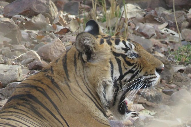 Ranthambore National Park Private Gypsy Safari With Tickets - Transfers and Guide Services