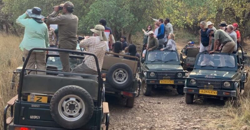 Ranthambore: National Park Safari (Bengal Tiger) Spotting - Safari Experience