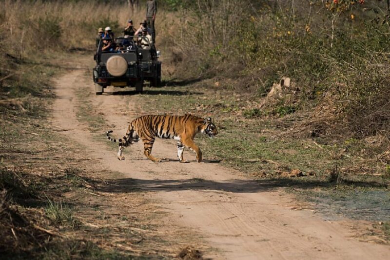 Ranthambore: National Park Safari (Bengal Tiger) Spotting - Practical Information