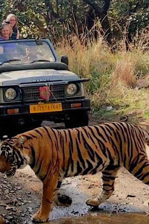 Ranthambore: National Park Safari (Bengal Tiger) Spotting - Park Closure and Reviews