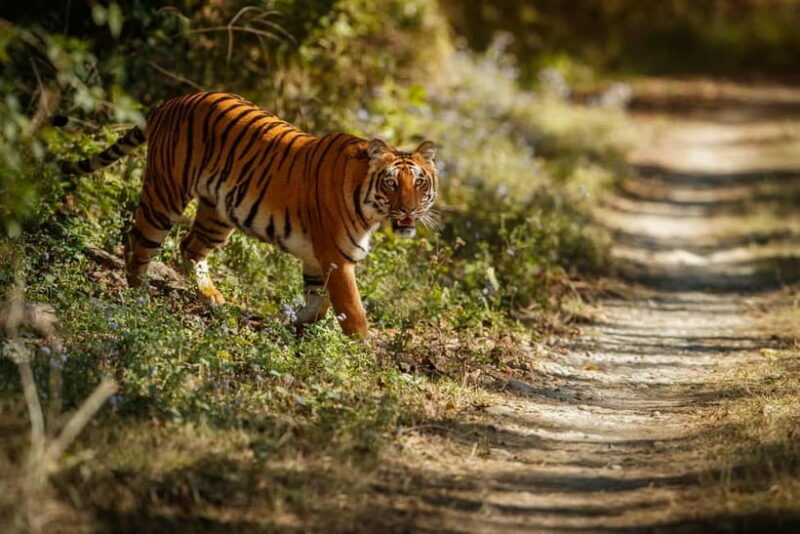 Ranthambore National Park: Safari Ticket with Pickup Option - Key Points
