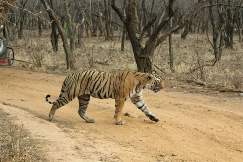 Ranthambore National Park: Safari Ticket with Pickup Option - An In-Depth Look at the Ranthambore Safari Experience