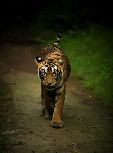 Ranthambore National Park: Safari Ticket with Pickup Option - The Sum Up