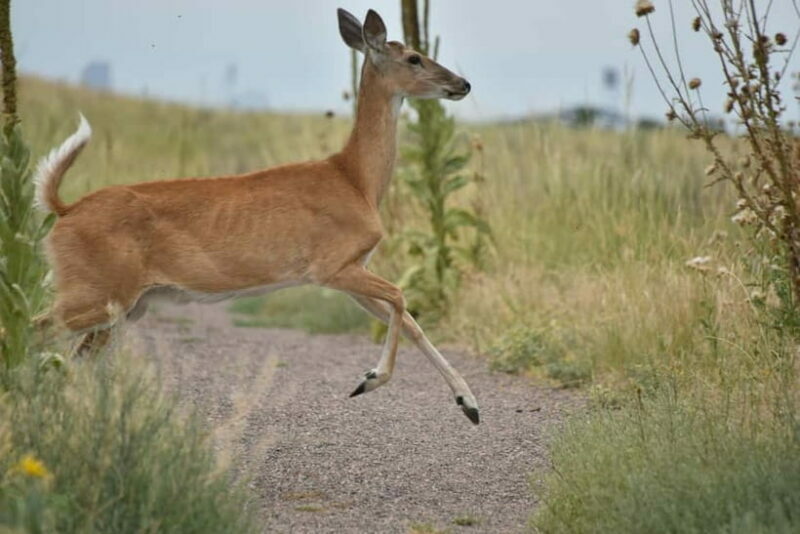 Ranthambore National Park: Safari Ticket with Pickup Option - FAQs