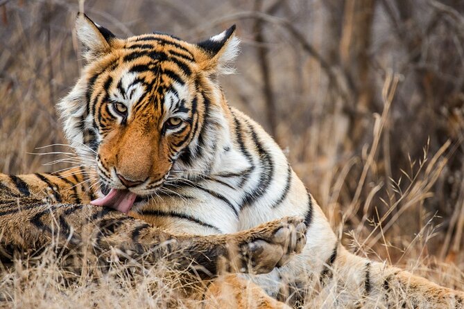 Ranthambore National Park Shared Gypsy Cantar Safari Tickets - Safari Inclusions and Pricing