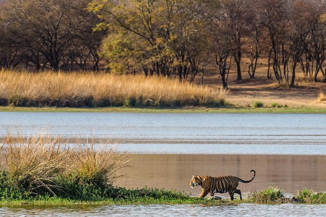 Ranthambore National Park Shared Gypsy Cantar Safari Tickets - Accessibility and Additional Information