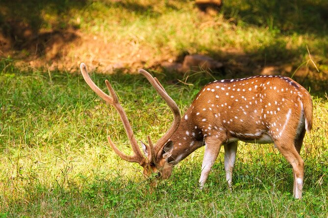 Ranthambore National Park Shared Gypsy Cantar Safari Tickets - Shared Gypsy Cantar Safari Experience