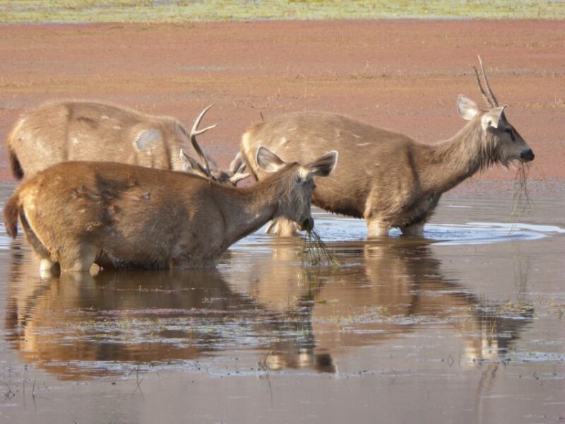 Ranthambore: Ranthambore National Park Safari - Key Points
