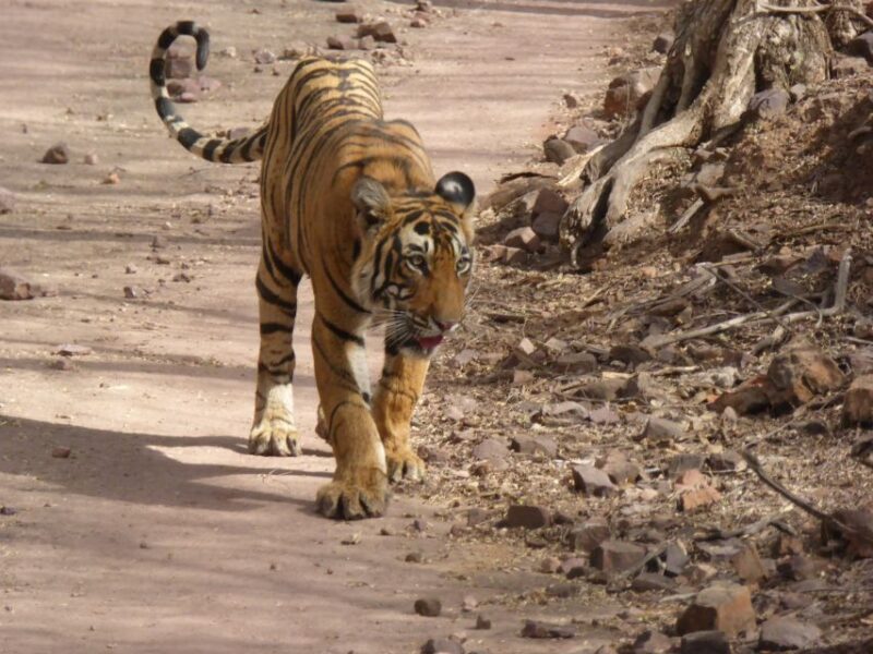 Ranthambore: Ranthambore National Park Safari - Wildlife Viewing Experience