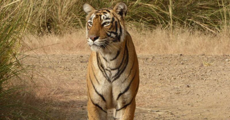 Ranthambore: Ranthambore National Park Safari - Inclusions and Restrictions