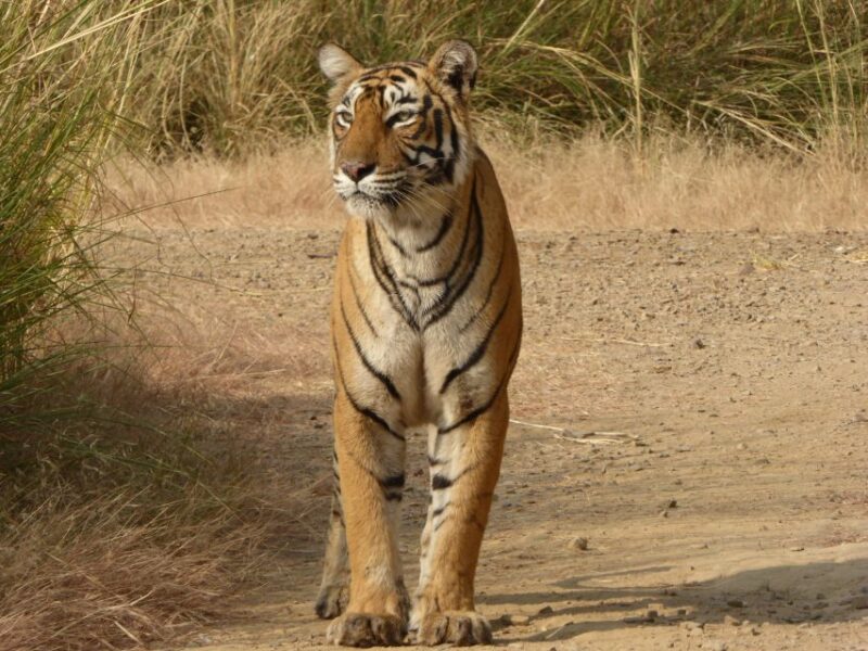Ranthambore: Ranthambore National Park Safari - Customer Feedback and Ratings