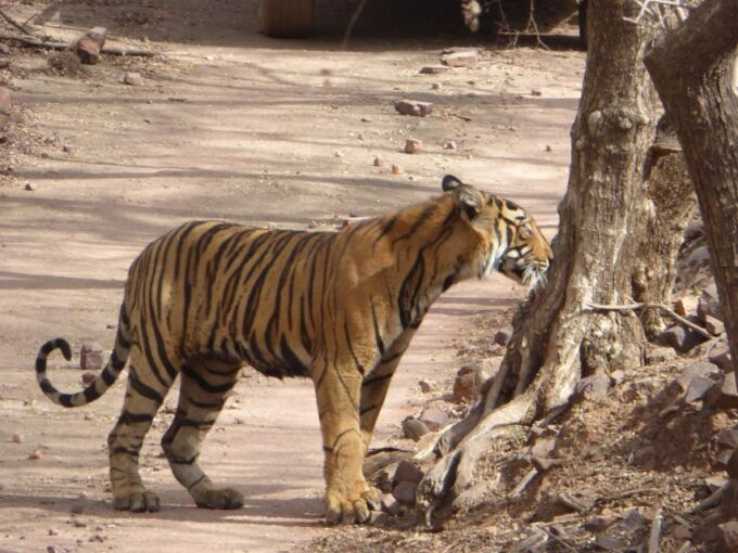 Ranthambore: Ranthambore National Park Safari - Safari Vehicle Options