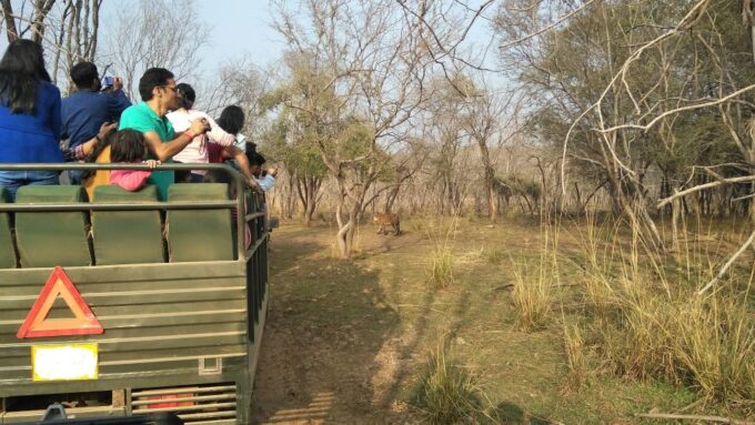 Ranthambore: Ranthambore National Park Safari - Safari Photography Tips