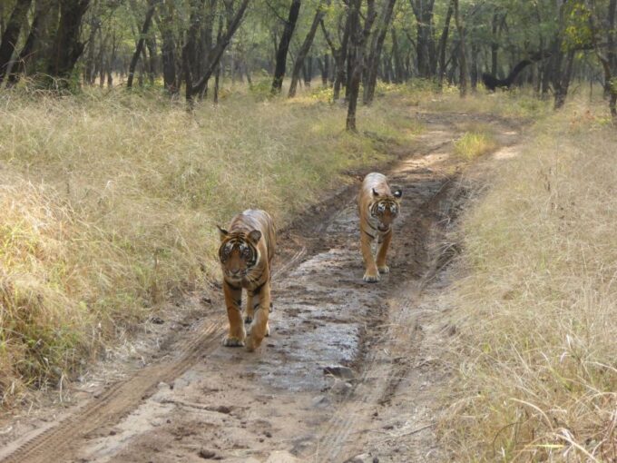 Ranthambore: Ranthambore National Park Safari - Frequently Asked Questions