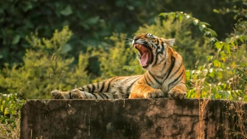 Ranthambore Safari Booking - Key Points