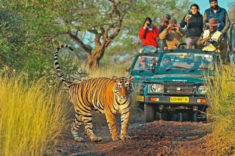 Ranthambore Safari Booking - Wildlife Sightings