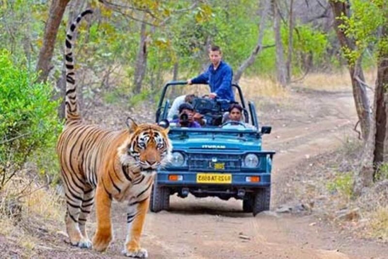 Ranthambore Safari Booking - Customer Feedback