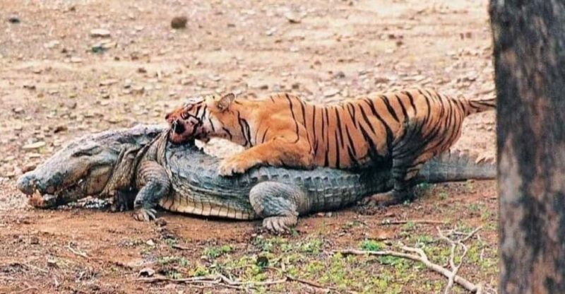Ranthambore Safari Booking Official - Key Points