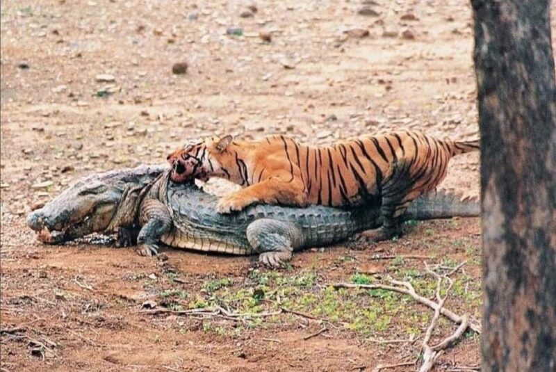 Ranthambore Safari Booking Official - Best Time to Visit Ranthambore