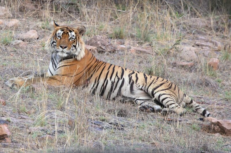 Ranthambore Safari Booking-Sharing Gypsy and Sharing Canter - Booking Information