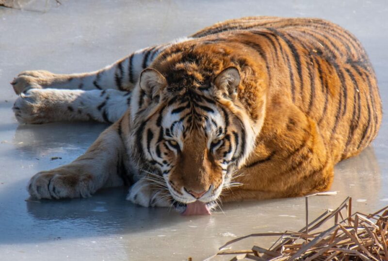 Ranthambore Safari Booking-Sharing Gypsy and Sharing Canter - Safari Options