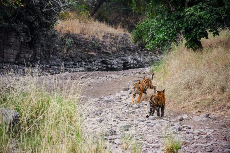 Ranthambore Safari Booking-Sharing Gypsy and Sharing Canter - Experience Highlights
