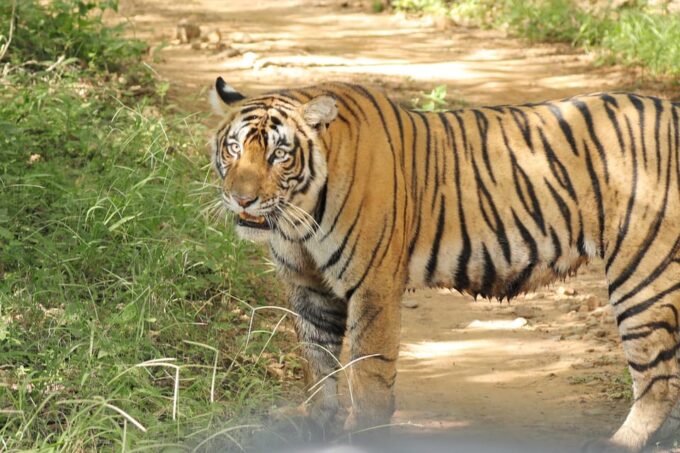 Ranthambore Safari Booking-Sharing Gypsy and Sharing Canter - Hotel Pickup and Drop