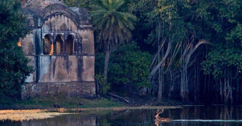Ranthambore Safari by Canter ( 20 Seater Bus) - Booking Details