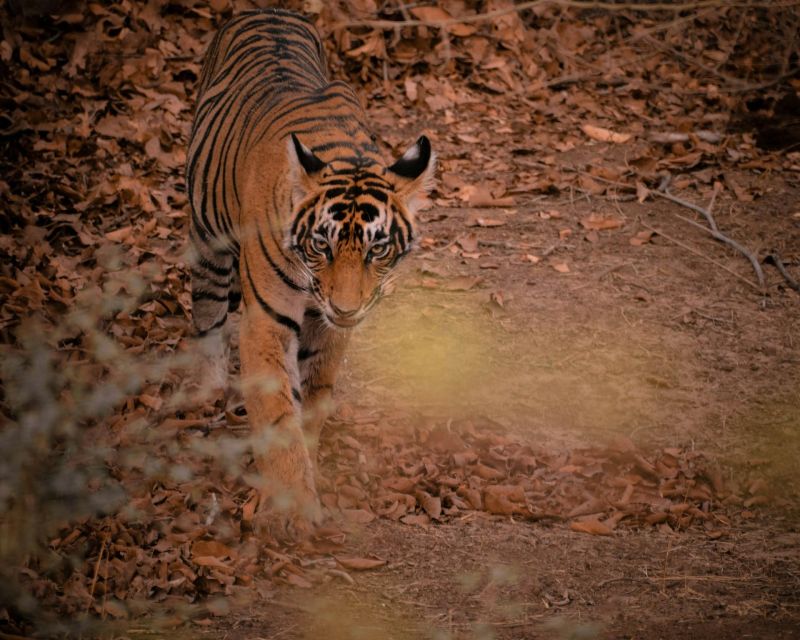 Ranthambore Safari by Canter ( 20 Seater Bus) - Group Experience