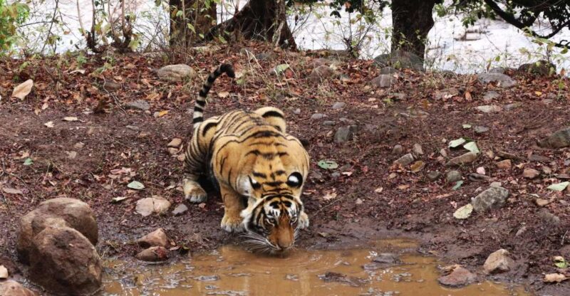 Ranthambore Safari by Canter ( 20 Seater Bus) - Canter Safari Experience