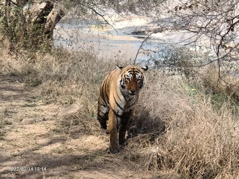 Ranthambore Safari by Canter ( 20 Seater Bus) - Itinerary and Highlights
