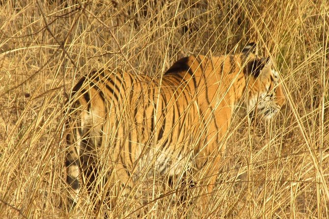 Ranthambore Same Day Experience - Key Points