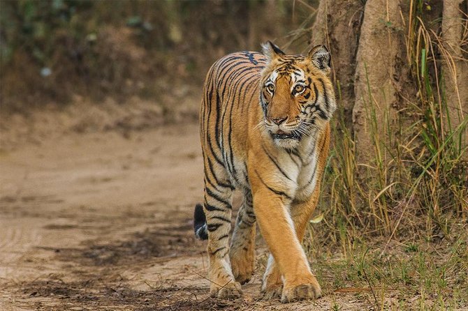 Ranthambore Same Day Experience - Inclusions